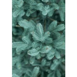 Brad Siga Group Vienna 47710 250cm Thumb