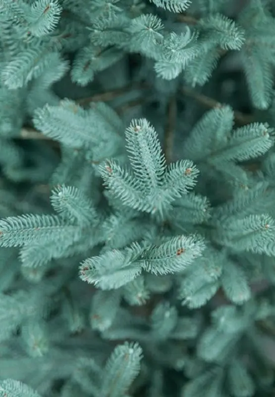 Brad Siga Group Vienna 47710 250cm