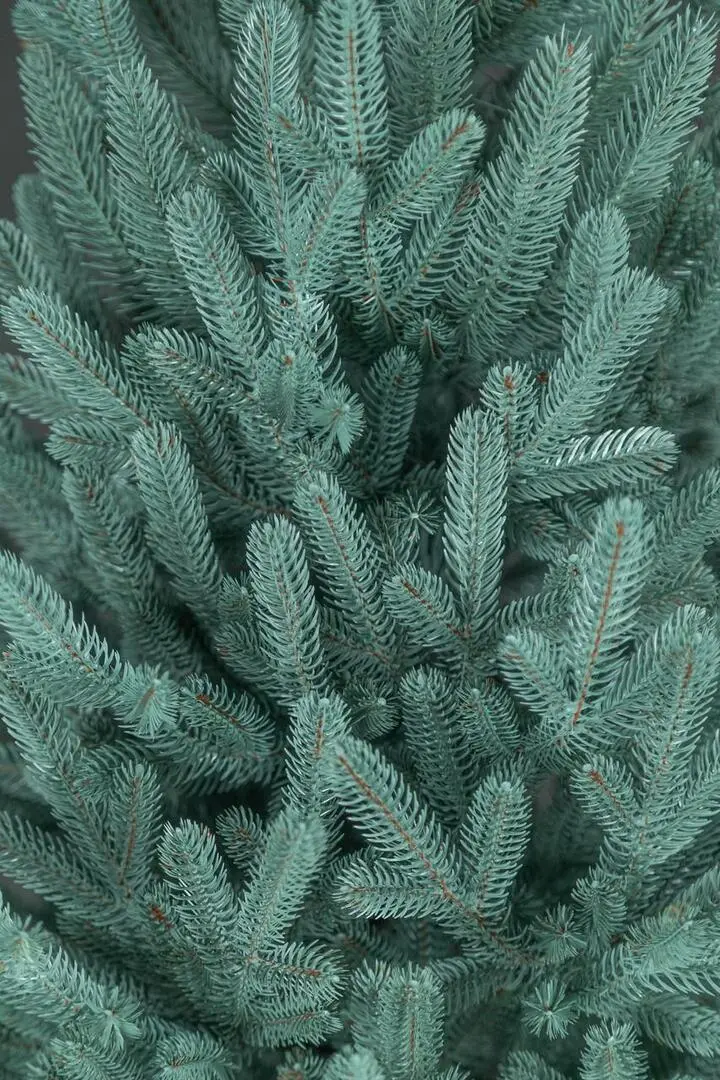 Brad Siga Group Vienna 47710 250cm