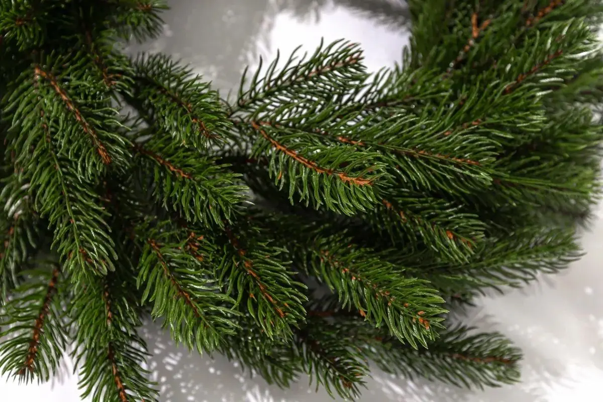 Coroana decorativa Siga Group Kovalevskaya 47719 250cm - 3