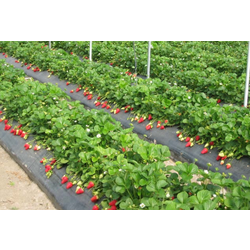 Мyльчиpyющaя плeнкa Sera 25 Black (1x2000м) Thumb