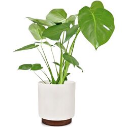 Vaza Blumfeldt Enspijk 10038462 (White) Thumb