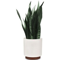 Vaza Blumfeldt Enspijk 10038464 (White) Thumb